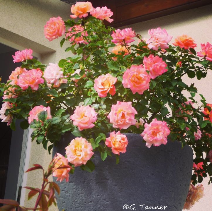 610D6748-B243-4EAB-85D0-768C7C9B88C8